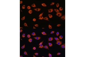 Immunofluorescence analysis of L929 cells using DNER antibody (ABIN7266727) at dilution of 1:100. (DNER anticorps  (AA 140-240))