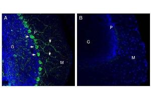 Expression of Netrin-1 in mouse cerebellum. (Netrin 1 anticorps  (Secreted))