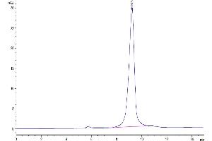 The purity of SARS-Cov-2 Spike RBD(B.