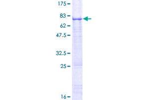 Heat Shock Transcription Factor, Y-Linked 1 (HSFY1) (AA 1-401) protein (GST tag)