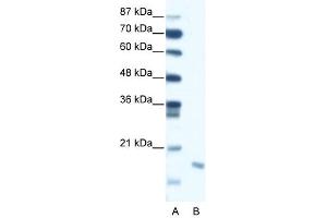 DIABLO antibody (20R-1288) used at 0. (DIABLO anticorps  (C-Term))