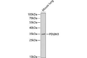 Western blot analysis of extracts of mouse lung, using PDLIM3 antibody (ABIN6131066, ABIN6145400, ABIN6145401 and ABIN6221959) at 1:1000 dilution. (PDLIM3 anticorps  (AA 70-230))