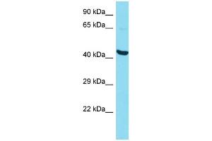 Host: Rabbit Target Name: P2RY10 Sample Type: HepG2 Whole Cell lysates Antibody Dilution: 1. (P2RY10 anticorps  (N-Term))