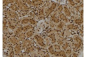 ABIN6274011 at 1/100 staining Rat kidney tissue by IHC-P. (FUBP1 anticorps  (C-Term))