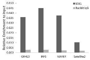 Chromatin immunoprecipitation analysis of extracts of HepG2 cells, using ESE1/ELF3 antibody (ABIN7266885) and rabbit IgG.