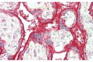 Detection of SIGLEC7 in Human Placenta Tissue using Polyclonal Antibody to Sialic Acid Binding Ig Like Lectin 7 (SIGLEC7) (SIGLEC7 anticorps  (AA 38-121))