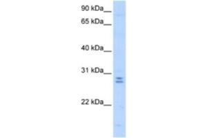 Western Blotting (WB) image for anti-Mediator Complex Subunit 4 (MED4) antibody (ABIN2463349) (MED4 anticorps)