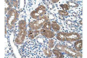 SOCS1 antibody was used for immunohistochemistry at a concentration of 4-8 ug/ml to stain Epithelial cells of renal tubule (arrows) in Human Kidney. (SOCS1 anticorps  (N-Term))