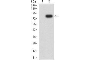 Western blot analysis using VIM mAb against HEK293 (1) and VIM (AA: 2-466)-hIgGFc transfected HEK293 (2) cell lysate. (Vimentin anticorps  (AA 2-466))