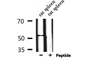 Western blot analysis of extracts from rat spleen, using DUSP10 Antibody. (DUSP10 anticorps  (Internal Region))