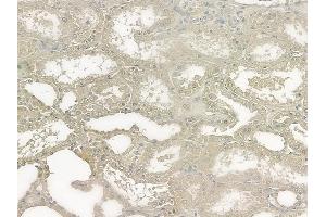 ABIN6258622 and ABIN6273497 at 1/100 staining human normal kidney tissue by IHC-P. (SIVA1 anticorps  (Internal Region))