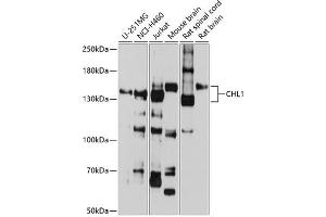 Western blot analysis of extracts of various cell lines, using CHL1 antibody (ABIN6133354, ABIN6138535, ABIN6138536 and ABIN6225066) at 1:1000 dilution. (CHL1 anticorps  (AA 690-950))