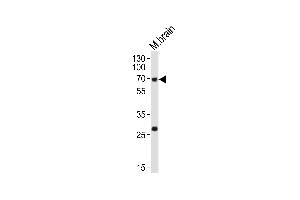 Western blot analysis of lysate from mouse brain tissue lysate, using NACC1 Antibody (C-term) (ABIN6243840 and ABIN6577874).