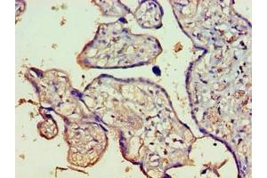 Immunohistochemistry of paraffin-embedded human placenta tissue using ABIN7165426 at dilution of 1:100 (FAM160B1 anticorps  (AA 1-738))