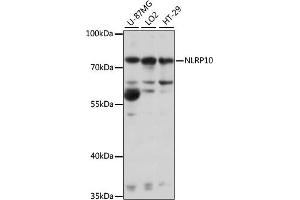 Western blot analysis of extracts of various cell lines, using NLRP10 antibody (ABIN7268936) at 1:1000 dilution.