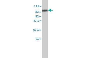Western Blot detection against Immunogen (96.