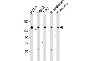 All lanes : Anti-GLG1 Antibody (C-term) at 1:2000 dilution Lane 1: MCF-7 lysate Lane 2: HepG2 whole cell lysate Lane 3: T47D whole cell lysate Lane 4: mouse cerebellum lysate Lane 5: human placenta lysate Lysates/proteins at 20 μg per lane.