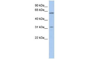 WB Suggested Anti-C1orf110 Antibody Titration: 0. (C1ORF110 anticorps  (Middle Region))