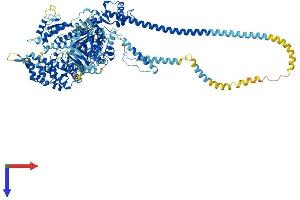 AlphaFold protein structure predicition of Human Recombinant MYO1B Protein, UniprotID O43795