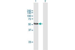 Western Blot analysis of RRP1 expression in transfected 293T cell line by RRP1 MaxPab polyclonal antibody. (RRP1 anticorps  (AA 1-461))