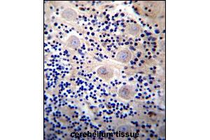 REPS2 Antibody (N-term) (ABIN657055 and ABIN2846222) immunohistochemistry analysis in formalin fixed and paraffin embedded human cerebellum tissue followed by peroxidase conjugation of the secondary antibody and DAB staining. (REPS2 anticorps  (N-Term))