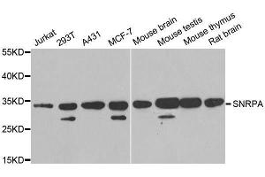 Western blot analysis of extracts of various cell lines, using SNRPA antibody. (SNRPA1 anticorps  (AA 1-282))