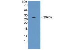 CD25 anticorps  (AA 22-213)