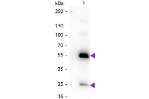 Western Blot of Biotin Conjugated Rabbit Anti-Human IgG Pre-Adsorbed Secondary Antibody. (Lapin anti-Humain IgG (Heavy & Light Chain) Anticorps (Biotin) - Preadsorbed)