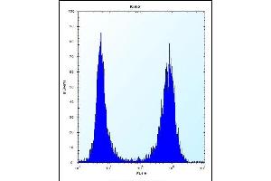 CCT8 Antibody (C-term) (ABIN656431 and ABIN2845721) flow cytometric analysis of K562 cells (right histogram) compared to a negative control cell (left histogram).