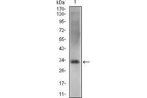 Western blot analysis using ZFP42 mouse mAb against NIH/3T3 cell lysate. (ZFP42 anticorps  (AA 249-310))