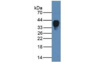 Rabbit Detection antibody from the kit in WB with Positive Control: Sample Human Serum Tissue. (Clusterin Kit ELISA)