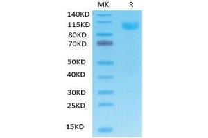 Human ACE2 on Tris-Bis PAGE under reduced condition.