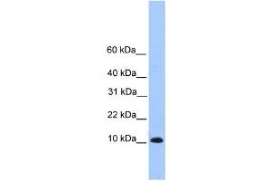 Western Blotting (WB) image for anti-Trafficking Protein Particle Complex 6B (TRAPPC6B) antibody (ABIN2459663) (TRAPPC6B anticorps)