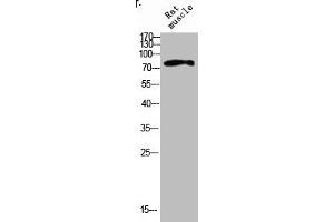 Western blot analysis of RAT-MUSLE lysis using IL4R antibody. (IL4 Receptor anticorps  (Internal Region))