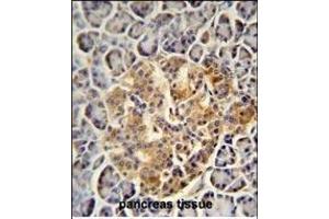 PRSS3 antibody (N-term) (ABIN654446 and ABIN2844180) immunohistochemistry analysis in formalin fixed and paraffin embedded human pancreas tissue followed by peroxidase conjugation of the secondary antibody and DAB staining. (PRSS3 anticorps  (N-Term))