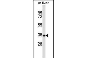 Mouse Nek6 Antibody (C-term) (ABIN657847 and ABIN2846808) western blot analysis in mouse liver tissue lysates (35 μg/lane). (NEK6 anticorps  (C-Term))