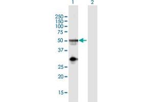 Western Blot analysis of NAPSA expression in transfected 293T cell line by NAPSA MaxPab polyclonal antibody. (NAPSA anticorps  (AA 1-420))