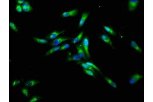 Immunofluorescence staining of Hela cells with ABIN7161356 at 1:133, counter-stained with DAPI. (CHRNB3 anticorps  (AA 67-218))