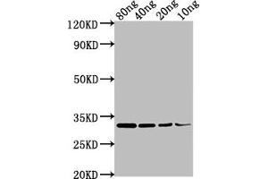 Western Blot Positive WB detected in Recombinant protein All lanes: omp antibody at 1:2000 Secondary Goat polyclonal to rabbit IgG at 1/50000 dilution Predicted band size: 32 kDa Observed band size: 32 kDa (OMP anticorps  (AA 20-159))