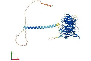 AlphaFold protein structure predicition of Mouse Recombinant Rrp9 Protein, UniprotID Q91WM3