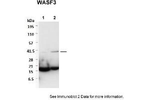 Sample Type: 1. (WASF3 anticorps  (Middle Region))