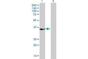 Western Blot analysis of MED27 expression in transfected 293T cell line by MED27 MaxPab polyclonal antibody. (MED27 anticorps  (AA 1-311))
