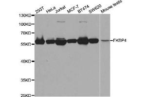 Western blot analysis of extracts of various cell lines, using FKBP4 antibody (ABIN5973289) at 1/1000 dilution. (FKBP4 anticorps)
