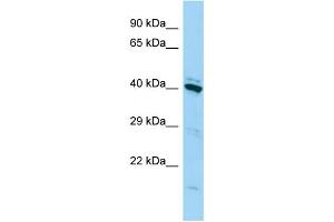 Host: Rabbit Target Name: FAM50A Sample Type: 293T Whole Cell lysates Antibody Dilution: 1.