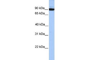 WB Suggested Anti-PCDH17 Antibody Titration: 0. (PCDH17 anticorps  (C-Term))