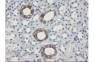 Image no. 2 for anti-Src-like-adaptor 2 (SLA2) antibody (ABIN1500948) (SLAP2 anticorps)