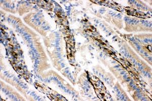 Anti-NRG1 antibody, IHC(F) IHC(F): Rat Intestine Tissue (Neuregulin 1 anticorps  (C-Term))