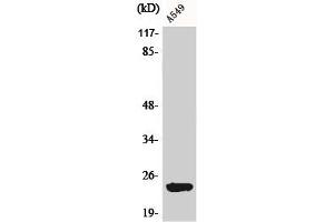 Western Blot analysis of A549 cells using BART1 Polyclonal Antibody (ARL2BP anticorps  (Internal Region))