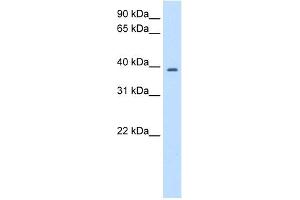 WB Suggested Anti-PSMD6 Antibody Titration:  2. (PSMD6 anticorps  (N-Term))