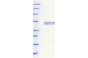 Western Blotting (WB) image for anti-His Tag antibody (ABIN6252928) (His Tag anticorps)